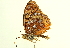  (Speyeria coronis - BIOUG00719-G12)  @13 [ ] CreativeCommons - Attribution (2011) CBG Photography Group Centre for Biodiversity Genomics