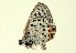  ( - BIOUG00719-H01)  @12 [ ] CreativeCommons - Attribution (2011) CBG Photography Group Centre for Biodiversity Genomics
