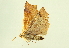  ( - BIOUG00719-H02)  @11 [ ] CreativeCommons - Attribution (2011) CBG Photography Group Centre for Biodiversity Genomics