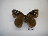  (Eunica bechina - DZ 19.616)  @11 [ ] Unspecified (default): All Rights Reserved  Unspecified Unspecified