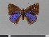  (Theope lampropteryx - LCB P8160104)  @11 [ ] Unspecified (default): All Rights Reserved  Unspecified Unspecified