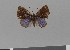  (Theope thestias - LCBJYG P9130008)  @11 [ ] Unspecified (default): All Rights Reserved  Unspecified Unspecified