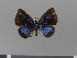  (Theope decorata - LCBJYG P9130010)  @11 [ ] Unspecified (default): All Rights Reserved  Unspecified Unspecified