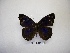  (Eunica concordia - DZ 19.634)  @13 [ ] Unspecified (default): All Rights Reserved  Unspecified Unspecified