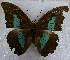  (Prepona joycei - DZ 20.194)  @13 [ ] Unspecified (default): All Rights Reserved  Unspecified Unspecified