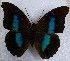  (Prepona proschion - DZ 19.789)  @13 [ ] Unspecified (default): All Rights Reserved  Unspecified Unspecified