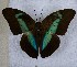  (Archaeoprepona licomedes - DZ 20.589)  @14 [ ] Unspecified (default): All Rights Reserved  Unspecified Unspecified