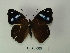  (Cybdelis phaesyla - CLAL 060)  @13 [ ] Unspecified (default): All Rights Reserved  Unspecified Unspecified