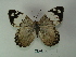  (Eunica eburnea - CLAL 056)  @14 [ ] Unspecified (default): All Rights Reserved  Unspecified Unspecified