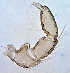  ( - 25. CG2020_9_C6)  @11 [ ] CreativeCommons - Attribution Share-Alike (2021) Unspecified Department of Biology, Faculty of Sciences and Mathematics, Podgorica