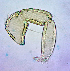  ( - 37. I13_FL12_A2)  @11 [ ] CreativeCommons - Attribution Share-Alike (2021) Unspecified Department of Biology, Faculty of Sciences and Mathematics, Podgorica