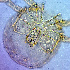  (Sperchon clupeifer - 4. ME2019_5_B5)  @11 [ ] CreativeCommons - Attribution Share-Alike (2021) Unspecified Department of Biology, Faculty of Sciences and Mathematics, Podgorica