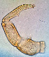  ( - 3. M19_12B_1_D7)  @11 [ ] CreativeCommons - Attribution Share-Alike (2021) Unspecified Department of Biology, Faculty of Sciences and Mathematics, Podgorica