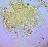  ( - 36. MECD 3.2_A1)  @11 [ ] CreativeCommons - Attribution Share-Alike (2021) Unspecified Department of Biology, Faculty of Sciences and Mathematics, Podgorica