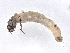  ( - BIOUG60803-B01)  @11 [ ] CreativeCommons - Attribution (2021) CBG Photography Group Centre for Biodiversity Genomics
