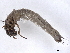  ( - BIOUG60803-B05)  @11 [ ] CreativeCommons - Attribution (2021) CBG Photography Group Centre for Biodiversity Genomics