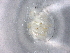  ( - BIOUG72928-H07)  @11 [ ] CreativeCommons - Attribution (2021) CBG Photography Group Centre for Biodiversity Genomics