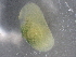  ( - BIOUG72932-D08)  @11 [ ] CreativeCommons - Attribution (2021) CBG Photography Group Centre for Biodiversity Genomics