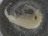  ( - BIOUG74674-C12)  @11 [ ] CreativeCommons - Attribution (2021) CBG Photography Group Centre for Biodiversity Genomics