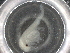  ( - BIOUG74676-F11)  @11 [ ] CreativeCommons - Attribution (2021) CBG Photography Group Centre for Biodiversity Genomics