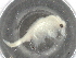  ( - BIOUG74676-F12)  @11 [ ] CreativeCommons - Attribution (2021) CBG Photography Group Centre for Biodiversity Genomics