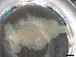  ( - BIOUG74678-E05)  @11 [ ] CreativeCommons - Attribution (2021) CBG Photography Group Centre for Biodiversity Genomics