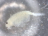  ( - BIOUG74681-C08)  @11 [ ] CreativeCommons - Attribution (2021) CBG Photography Group Centre for Biodiversity Genomics