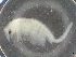  ( - BIOUG74681-D11)  @11 [ ] CreativeCommons - Attribution (2021) CBG Photography Group Centre for Biodiversity Genomics