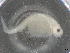  ( - BIOUG74681-D12)  @11 [ ] CreativeCommons - Attribution (2021) CBG Photography Group Centre for Biodiversity Genomics