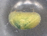  ( - BIOUG74688-B08)  @11 [ ] CreativeCommons - Attribution (2021) CBG Photography Group Centre for Biodiversity Genomics