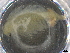  ( - BIOUG74690-E04)  @11 [ ] CreativeCommons - Attribution (2021) CBG Photography Group Centre for Biodiversity Genomics