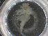  ( - BIOUG74693-A11)  @11 [ ] CreativeCommons - Attribution (2021) CBG Photography Group Centre for Biodiversity Genomics