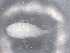  (Cyclops scutifer - BIOUG74693-F03)  @11 [ ] CreativeCommons - Attribution (2021) CBG Photography Group Centre for Biodiversity Genomics