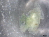  ( - BIOUG74696-B07)  @11 [ ] CreativeCommons - Attribution (2021) CBG Photography Group Centre for Biodiversity Genomics