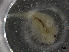  ( - BIOUG74696-F05)  @11 [ ] CreativeCommons - Attribution (2021) CBG Photography Group Centre for Biodiversity Genomics