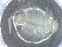  ( - BIOUG74696-G02)  @11 [ ] CreativeCommons - Attribution (2021) CBG Photography Group Centre for Biodiversity Genomics