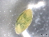  ( - BIOUG74698-H06)  @11 [ ] CreativeCommons - Attribution (2021) CBG Photography Group Centre for Biodiversity Genomics