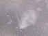  ( - BIOUG74700-A01)  @11 [ ] CreativeCommons - Attribution (2021) CBG Photography Group Centre for Biodiversity Genomics