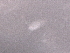  ( - BIOUG74700-A02)  @11 [ ] CreativeCommons - Attribution (2021) CBG Photography Group Centre for Biodiversity Genomics