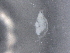  ( - BIOUG74700-A03)  @11 [ ] CreativeCommons - Attribution (2021) CBG Photography Group Centre for Biodiversity Genomics