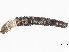  ( - BIOUG99519-A03)  @11 [ ] CreativeCommons - Attribution Non-Commercial Share-Alike (2023) CBG Photography Group Centre for Biodiversity Genomics