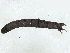 ( - BIOUG99519-D07)  @11 [ ] CreativeCommons - Attribution Non-Commercial Share-Alike (2023) CBG Photography Group Centre for Biodiversity Genomics