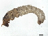  ( - BIOUG99519-F02)  @11 [ ] CreativeCommons - Attribution Non-Commercial Share-Alike (2023) CBG Photography Group Centre for Biodiversity Genomics