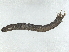  ( - BIOUG99519-G01)  @11 [ ] CreativeCommons - Attribution Non-Commercial Share-Alike (2023) CBG Photography Group Centre for Biodiversity Genomics