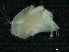 ( - CHARS00293-A12)  @11 [ ] CreativeCommons - Attribution (2019) CBG Photography Group Centre for Biodiversity Genomics