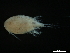  ( - CHARS00296-A05)  @11 [ ] CreativeCommons - Attribution (2019) CBG Photography Group Centre for Biodiversity Genomics