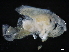  ( - CHARS00296-B02)  @11 [ ] CreativeCommons - Attribution (2019) CBG Photography Group Centre for Biodiversity Genomics