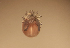  (Sperchon milisai - CCDB-3867-D01)  @11 [ ] CreativeCommons - Attribution Share-Alike (2020) Unspecified Department of Biology, Faculty of Sciences and Mathematics, Podgorica