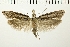  ( - NMPC-LEP-0263)  @13 [ ] CreativeCommons - Attribution Non-Commercial Share-Alike (2019) Jan Sumpich National Museum of Natural History, Prague