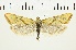  (Cochylimorpha flavescens - NMPC-LEP-0270)  @11 [ ] CreativeCommons - Attribution Non-Commercial Share-Alike (2019) Jan Sumpich National Museum of Natural History, Prague